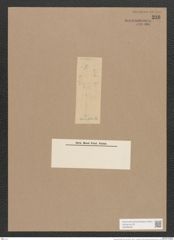 Navicula floridiana Cleve. (de-Toni-Nr.: Genus 1, Species 87) Zeichnungen Sammlung Grunow Nr. 216 (NHMW-BOT-W0366462)